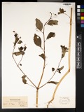 A photograph of the species Impatiens fulva, not of this specimen