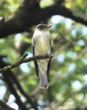 A photograph of the species Contopus virens, not of this specimen