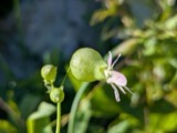 A photograph of the species Silene vulgaris, not of this specimen