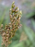 A photograph of the species Juncus dichotomus, not of this specimen