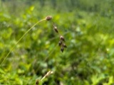 A photograph of the species Carex straminea, not of this specimen