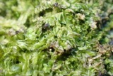 A photograph of the species Lophocolea heterophylla, not of this specimen