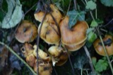 A photograph of the species Collybia velutipes, not of this specimen