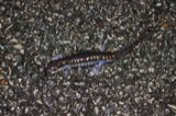 A photograph of the species Ambystoma maculatum, not of this specimen