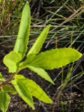 A photograph of the species Iva frutescens, not of this specimen