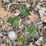 A photograph of the species Rosa L., not of this specimen