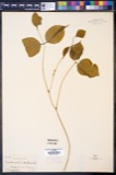 A photograph of the species Cladrastis tinctoria, not of this specimen