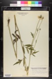 A photograph of the species Lepachys pinnata, not of this specimen