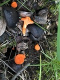 A photograph of the species Cantharellus cinnabarinus, not of this specimen