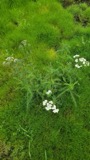 A photograph of the species Achillea millefolium, not of this specimen