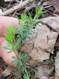 A photograph of the species Galium concinnum, not of this specimen