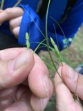 A photograph of the species Carex swanii, not of this specimen