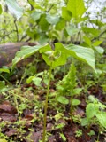 A photograph of the species Trillium cernuum, not of this specimen
