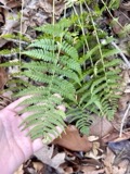 A photograph of the species Dryopteris marginalis, not of this specimen