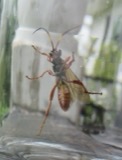 A photograph of the species Ichneumon annulatorius, not of this specimen
