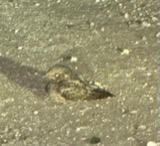 A photograph of the species Caprimulgus vociferus, not of this specimen