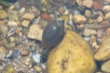 A photograph of the species Physella gyrina, not of this specimen