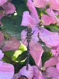 A photograph of the species Aeshna constricta, not of this specimen