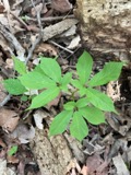 A photograph of the species Panax quinquefolius, not of this specimen