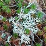 A photograph of the species Cladonia furcata, not of this specimen