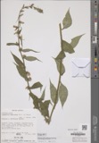 A photograph of the species Campanula americana, not of this specimen