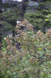 A photograph of the species Amelanchier bartramiana, not of this specimen