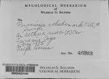 A photograph of the species Puccinia schedonnardi, not of this specimen