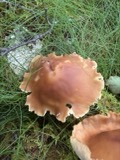 A photograph of the species Rhodocollybia prolixa, not of this specimen