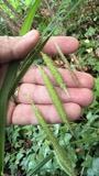 A photograph of the species Carex crinita, not of this specimen