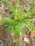 A photograph of the species Polygala polygama, not of this specimen