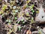 A photograph of the species Mannia triandra, not of this specimen