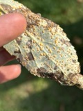 A photograph of the species Melampsora medusae, not of this specimen