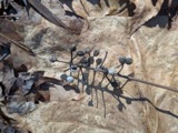 A photograph of the species Actaea rubra, not of this specimen