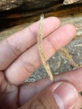 A photograph of the species Muhlenbergia mexicana, not of this specimen
