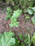 A photograph of the species Levisticum officinale, not of this specimen