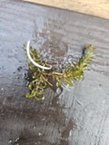 A photograph of the species Elodea nuttallii, not of this specimen