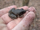 A photograph of the species Lithobates clamitans, not of this specimen
