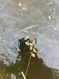 A photograph of the species Potamogeton vaseyi, not of this specimen