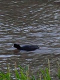 A photograph of the species Fulica americana, not of this specimen