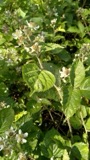 A photograph of the species Rubus condensatus, not of this specimen