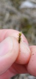 A photograph of the species Bryum pseudotriquetrum, not of this specimen