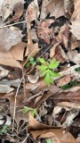A photograph of the species Hydrophyllum virginianum, not of this specimen