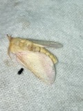 A photograph of the species Dryocampa rubicunda, not of this specimen