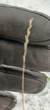 A photograph of the species Lolium perenne, not of this specimen