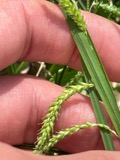 A photograph of the species Carex prasina, not of this specimen