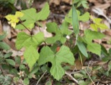 A photograph of the species Vitis aestivalis, not of this specimen