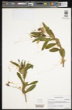 A photograph of the species Cuscuta pentagona, not of this specimen