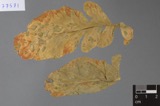 A photograph of the species Ramularia armoraciae, not of this specimen