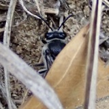 A photograph of the species Colletes nudus, not of this specimen