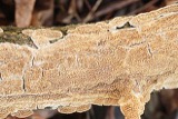 A photograph of the species Poria tulipiferae, not of this specimen